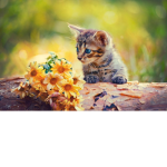 FLOWER KITTEN