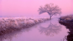 The Pink Zone