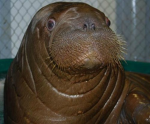 walrus incorporated