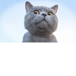 Impossible CAT group