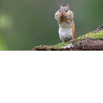 I LOVE SQUIRRELS