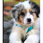 Puppy army for ever