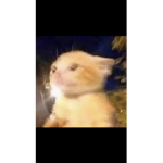 Potato rat