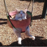 Gato columpio