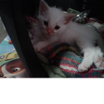 Cute white kitten Squad