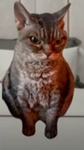 Cracra's Angry cats