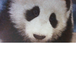 Panda Fan Club!!!