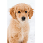 Doggy Friends group