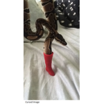 snake boot is craze