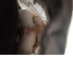 Small little friends