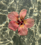 Eloquence ʚɞ