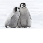 Forsaken Penguins