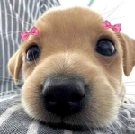 The Doggo Army Revitalised