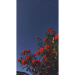 [Content Deleted 0256888]
