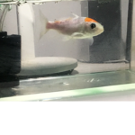 Da Fish Crew