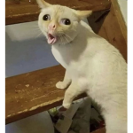 ʟᴜᴄɪᴅ ʙᴀʙʏꜱ