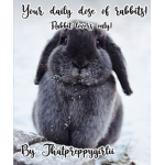 Your daily dose of cute rabbits!