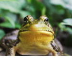 cool frog raiders