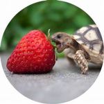 TurtleSquadsREAL