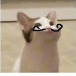 POPPER CAT group