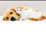 #thepetsquad