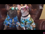 Cute dogs to strong dogs vibes!