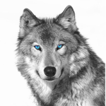 The Wolf Humans