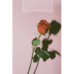 Lovelykylie