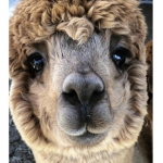 ==[lama air force]==