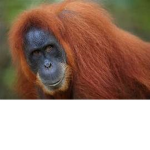 the big fat orangutans