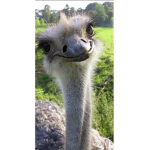 Ostrich fan GROUP!!!