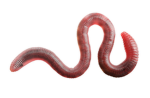 Da sand worms