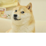 狗狗聯盟