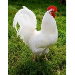 Chickenz For Life