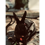 Save_The_Bunnies!