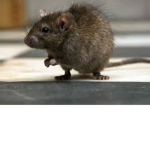 Ugli Rats