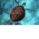 TurtlesILikeThem