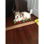 My puppy is cuuuuute am I right :)