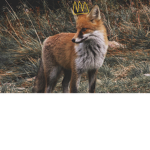 Ultra foxes