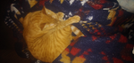 Love of the kitty's!