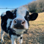 EPIK COWS!