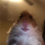 Home boi