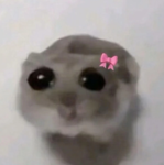 <| The Rat Clan |>