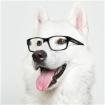 The Dog Justice