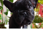 Hola chao
