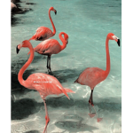 Join if you like flamingos!