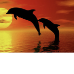 Team Dolphins for life