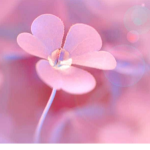 Floral Fresh