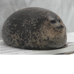 Seals United - Union