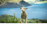 Animal caring save all animals
